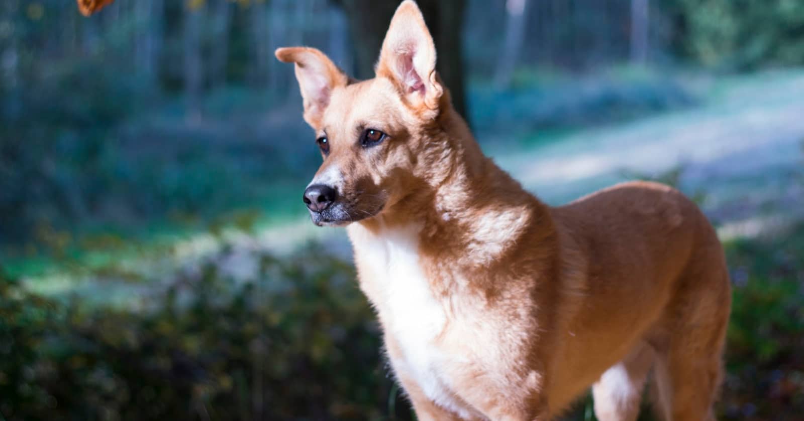 Are Carolina Dogs Good Pets? (Detailed guide Temperament and Facts
