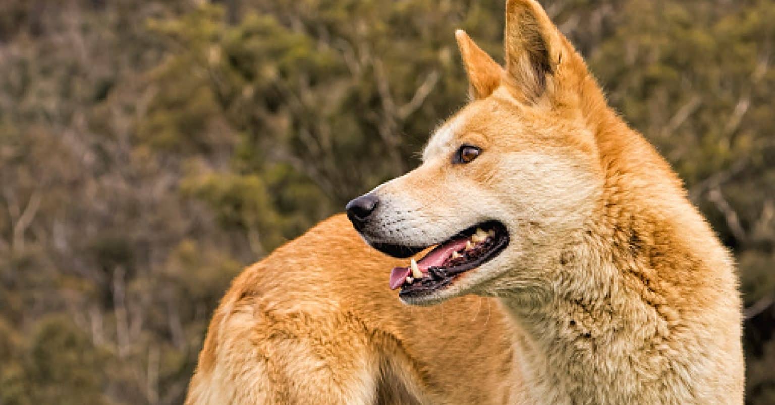 Are Carolina Dogs Good Pets? (Detailed guide Temperament and Facts