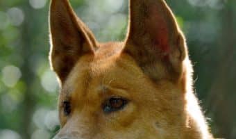 The family-oriented Carolina Dog temperament and their extremely good health make them excellent pets. Read on for a detailed guide!