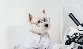 Looking for some of the coolest chemistry dog names? Check out these 100 ideas, split evenly between males and females!