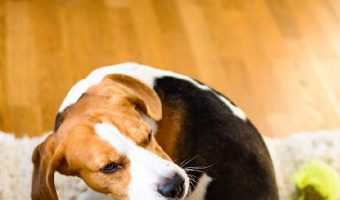 Do all dog breeds get fleas? The short answer is yes. But some dogs are attacked by far than others. Here is everything there is to learn.