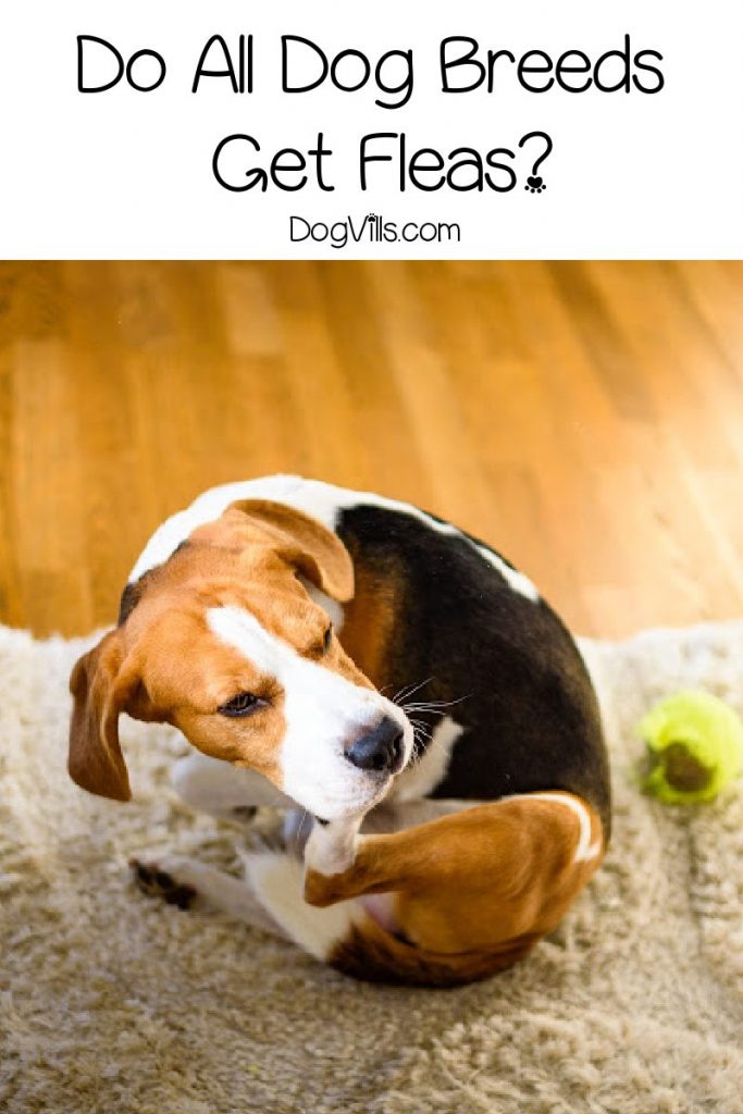 Do All Dog Breeds Get Fleas? (Detailed Answer) DogVills
