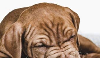 Looking for some cute gift ideas for dogs? Check out ten that we think are perfect for the holidays, Gotcha day and more!