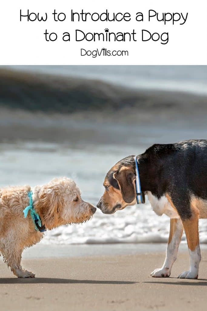 A 7Step Guide on Introducing a Puppy to a Dominant Dog DogVills