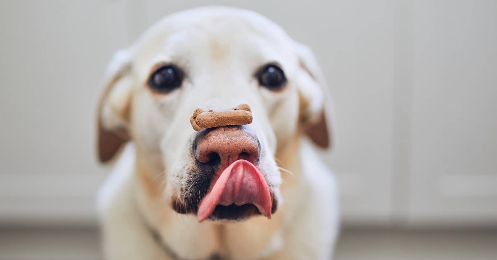 low salt dog treats