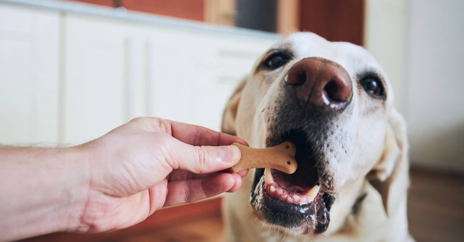 9 Outstanding Low Sodium Treats For Your Dog