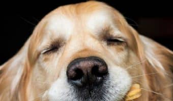 If you are worried about your dog’s sodium consumption and want the best low-sodium dog treats, we have listed some effective products.