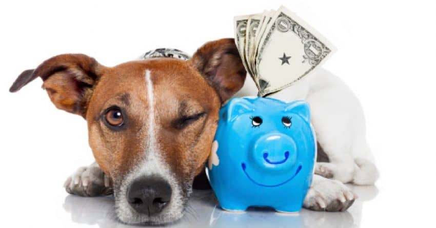 If you're looking for money-related dog names, we've got you covered! Check out 100 ideas inspired by the rich and famous, foreign currency, and more!