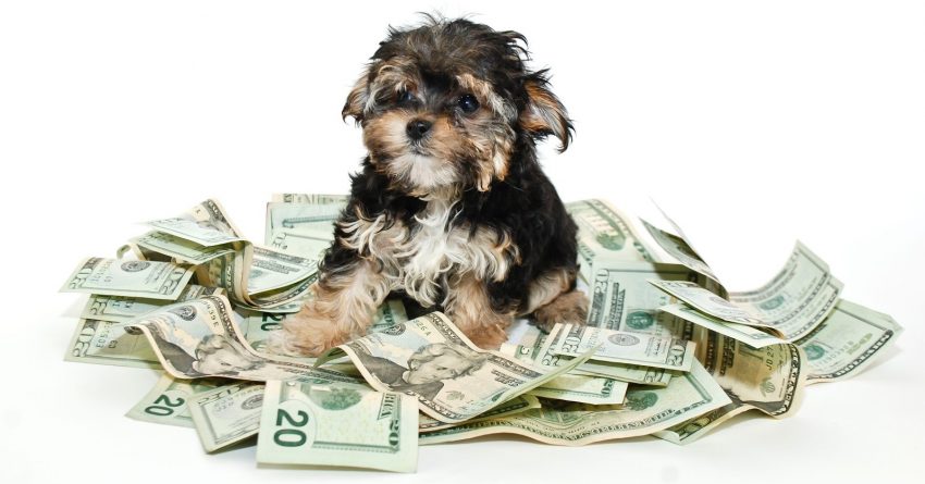 If you're looking for money-related dog names, we've got you covered! Check out 100 ideas inspired by the rich and famous, foreign currency, and more!