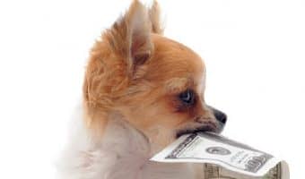If you're looking for money-related dog names, we've got you covered! Check out 100 ideas inspired by the rich and famous, foreign currency, and more!