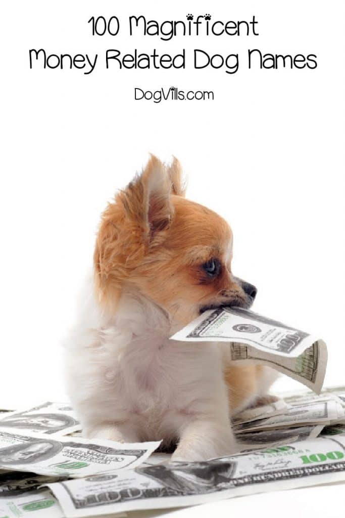 100 Magnificent MoneyRelated Dog Names DogVills