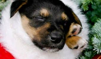 The holidays are near, so it’s the perfect time to start looking for stocking stuffers for dog lovers. Check out 10 we adore!