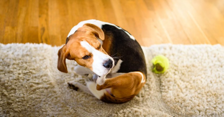 What can I put on my dog to prevent fleas? We're discussing the numerous types of flea prevention and their pros and cons.