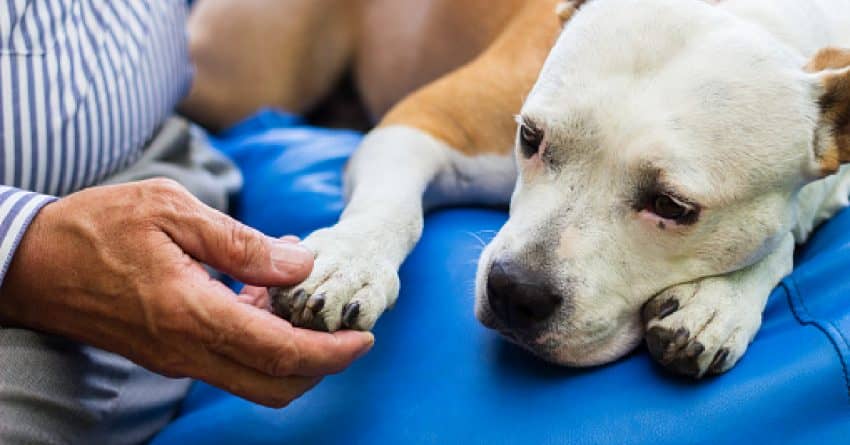 Check your dog's paws regularly to prevent Frito odors. 