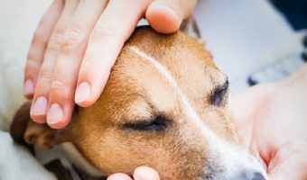 Knowing when to put a diabetic dog down will save him from suffering. It's not an easy topic, but something we need to discuss. Take a look.