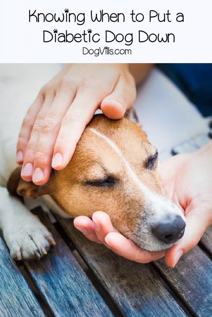 How to Know When to Put a Diabetic Dog Down DogVills