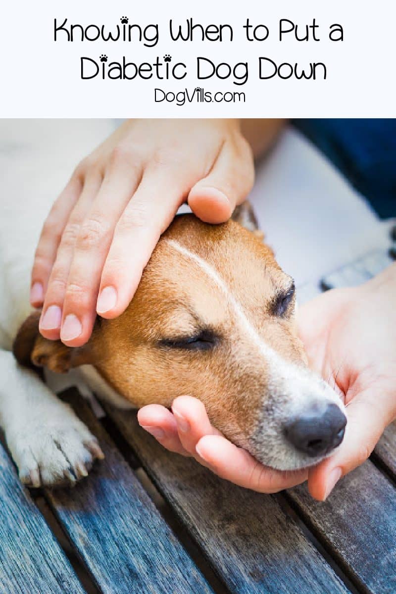 How to Know When to Put a Diabetic Dog Down - http://www.dogvills.com