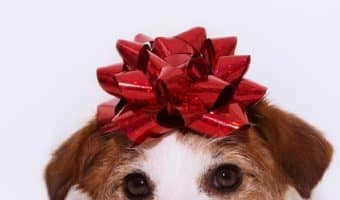 Looking for the best personalized gifts for dog lovers? These 10 ideas make perfect holiday, birthday, or even memorial gifts! Check them out!