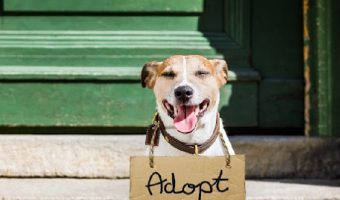 Looking for some brilliant and meaningful names for your newly rescued dog? Check out 100 we love!