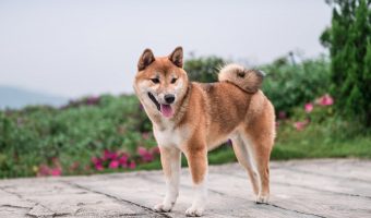 Japanese dog names