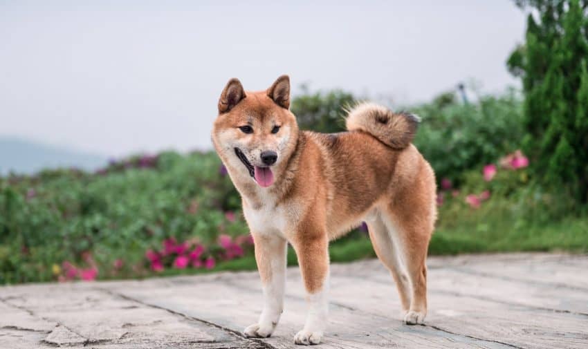 Japanese dog names