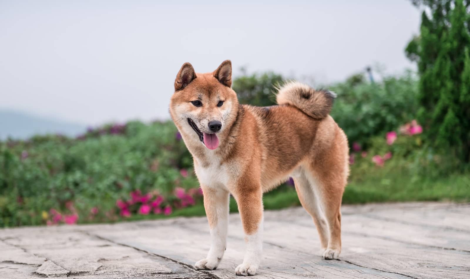 364 Beautiful Japanese Dog Names For Your Pup DogVills
