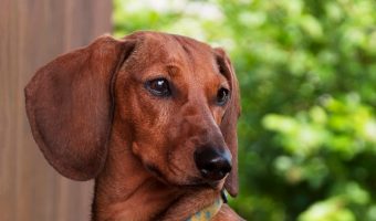 Looking for some extraordinary dog names that mean red? Check out 100 that are perfect for Dachshunds, red Dobies and other scarlet pups!
