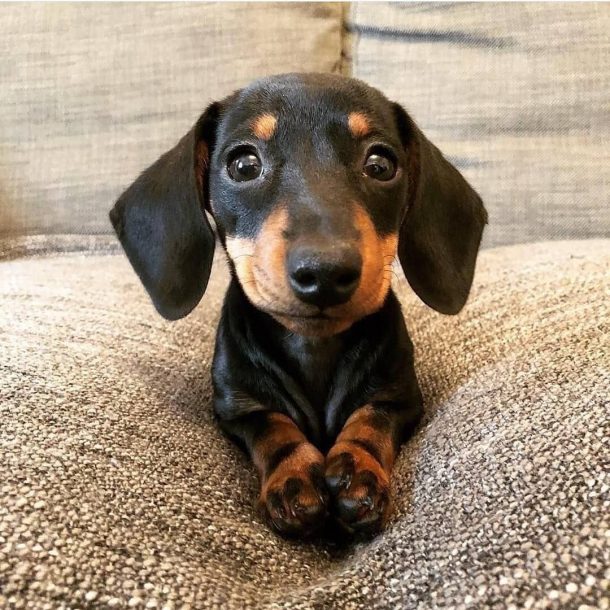 Are Dachshunds Hypoallergenic?