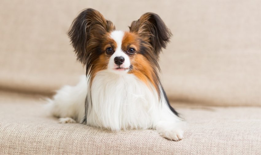 Are Papillons hypoallergenic? We're answering that questions, along with many others about this sweet "butterfly" dog breed! Check it out!