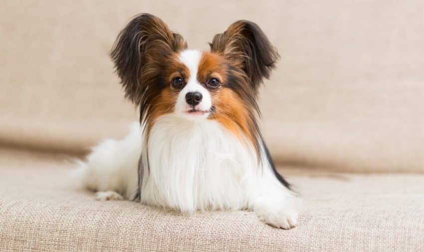 Papillon