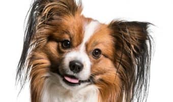 Are Papillons hypoallergenic? We're answering that questions, along with many others about this sweet "butterfly" dog breed! Check it out!