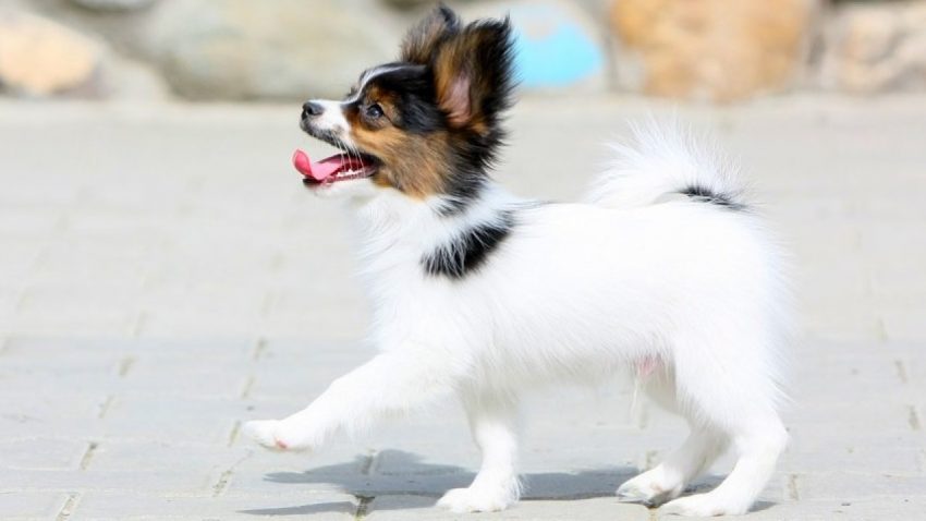 Keep your puppy active! A tired puppy is less likely to chew. 
