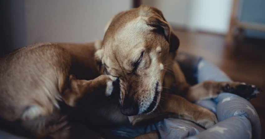 Dog Flea Treatments to Prevent, Eliminate, and Soothe - DogVills