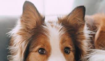 Chances are high that if your dog has fleas, so does your house. With that in mind check out the best dog flea treatments for your home.