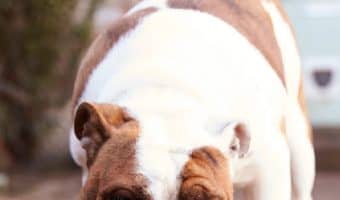 What is the best hypoallergenic dog food for a yeast infection? Check out our top 5 picks, plus learn why the right food makes a difference!