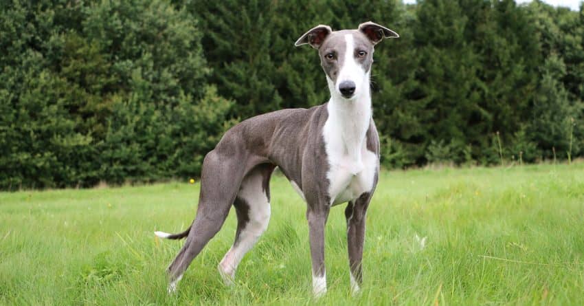 Whippets and Greyhounds are both wonderful dog breeds that are often confused for each other. Learn the difference between them!