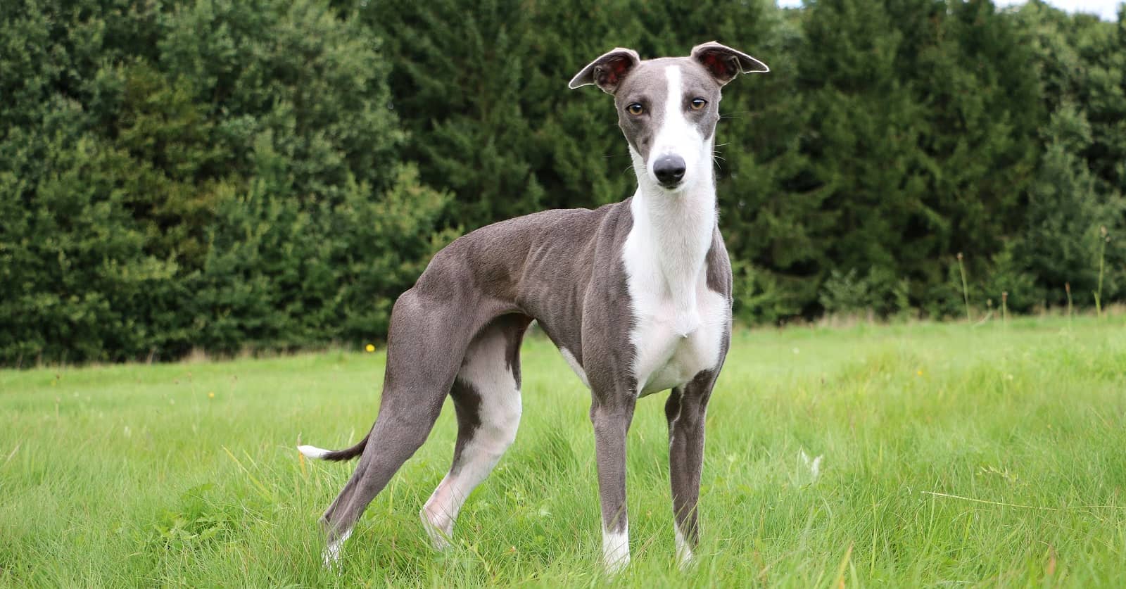 Whippets vs. Greyhounds What's the Difference DogVills