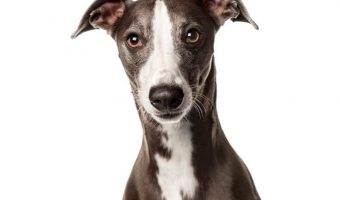 Whippets and Greyhounds are both wonderful dog breeds that are often confused for each other. Learn the difference between them!