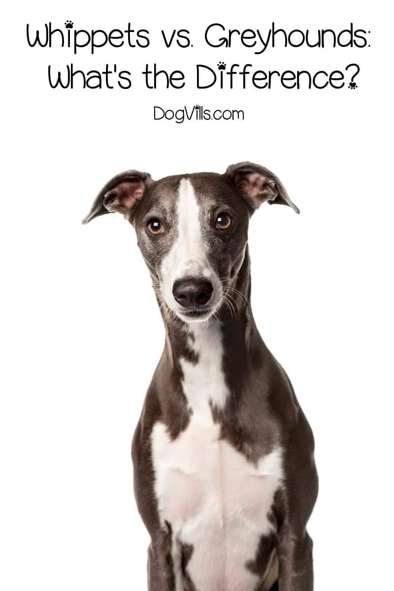Whippets vs. Greyhounds What's the Difference DogVills