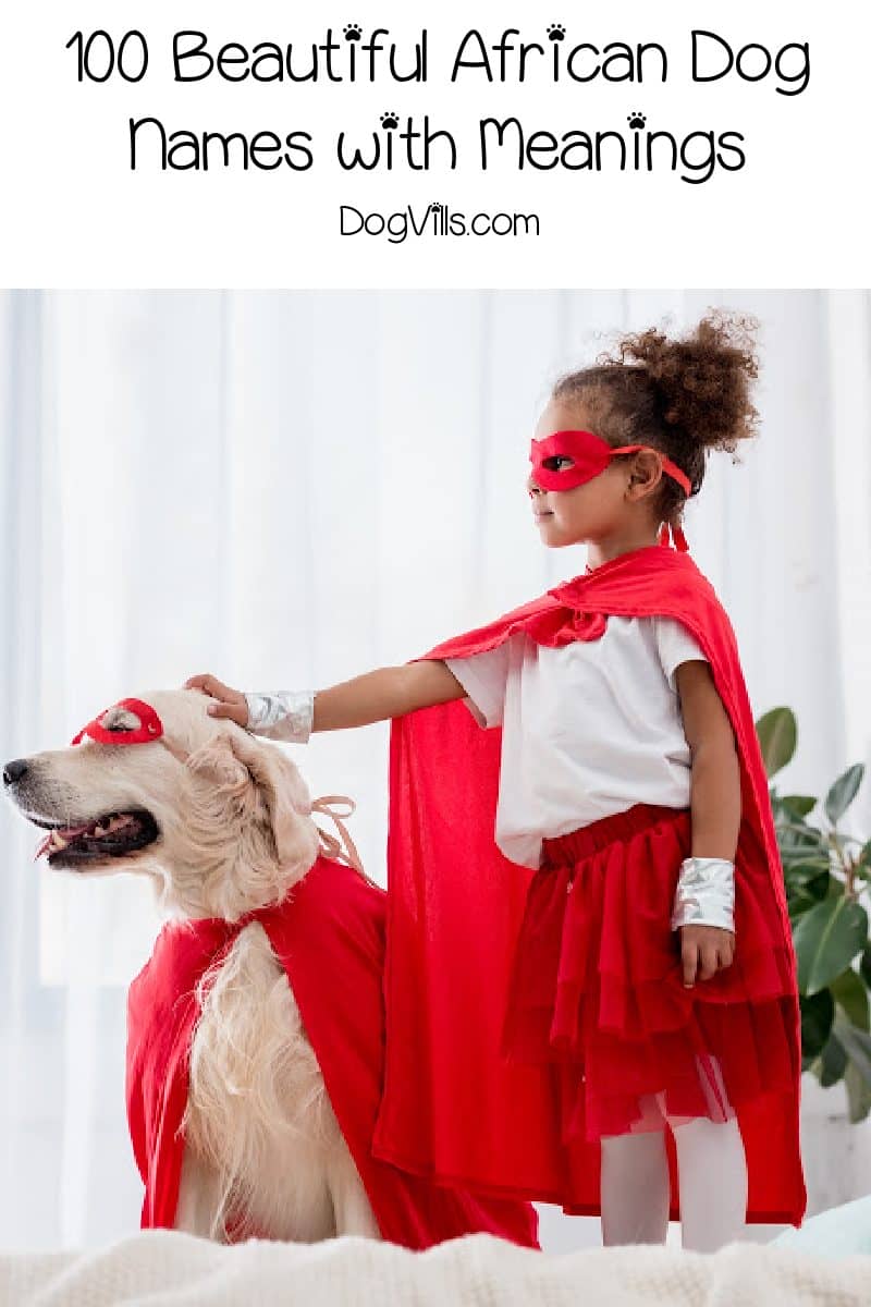 100 Beautiful African Dog Names With Meanings Dogvills