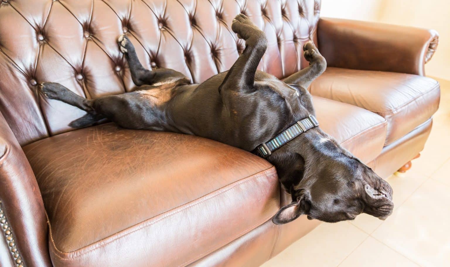 Are Pitbulls Good Apartment Dogs? (Definitive Answer) DogVills