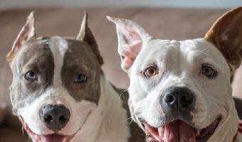 Are pitbulls good apartment dogs? Let's find out! We'll see which characteristics work well in a small space, then find out if pits meet them!