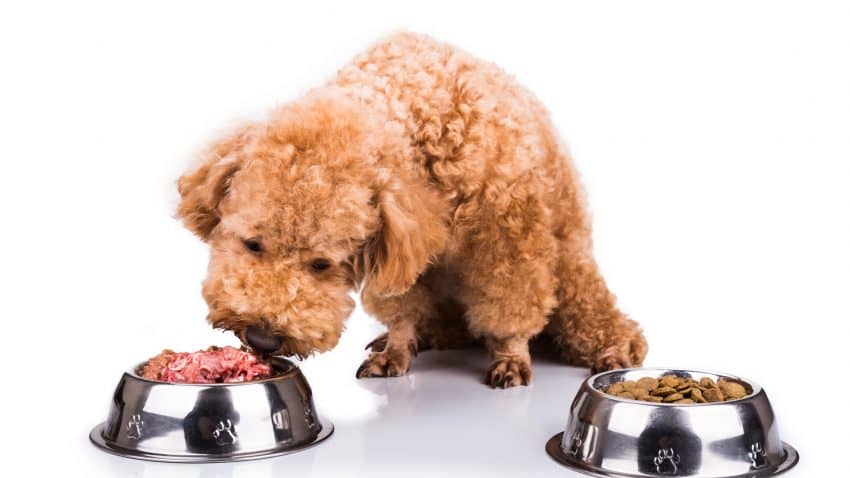 What is the best hypoallergenic dog food for a yeast infection? Check out our top 5 picks, plus learn why the right food makes a difference!