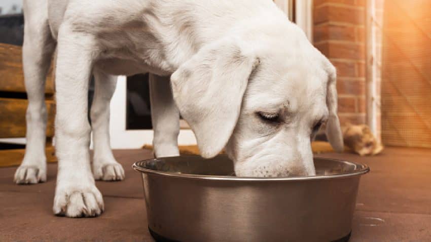 Freeze-Dried Dog Food: Is it Safe & Nutritious?