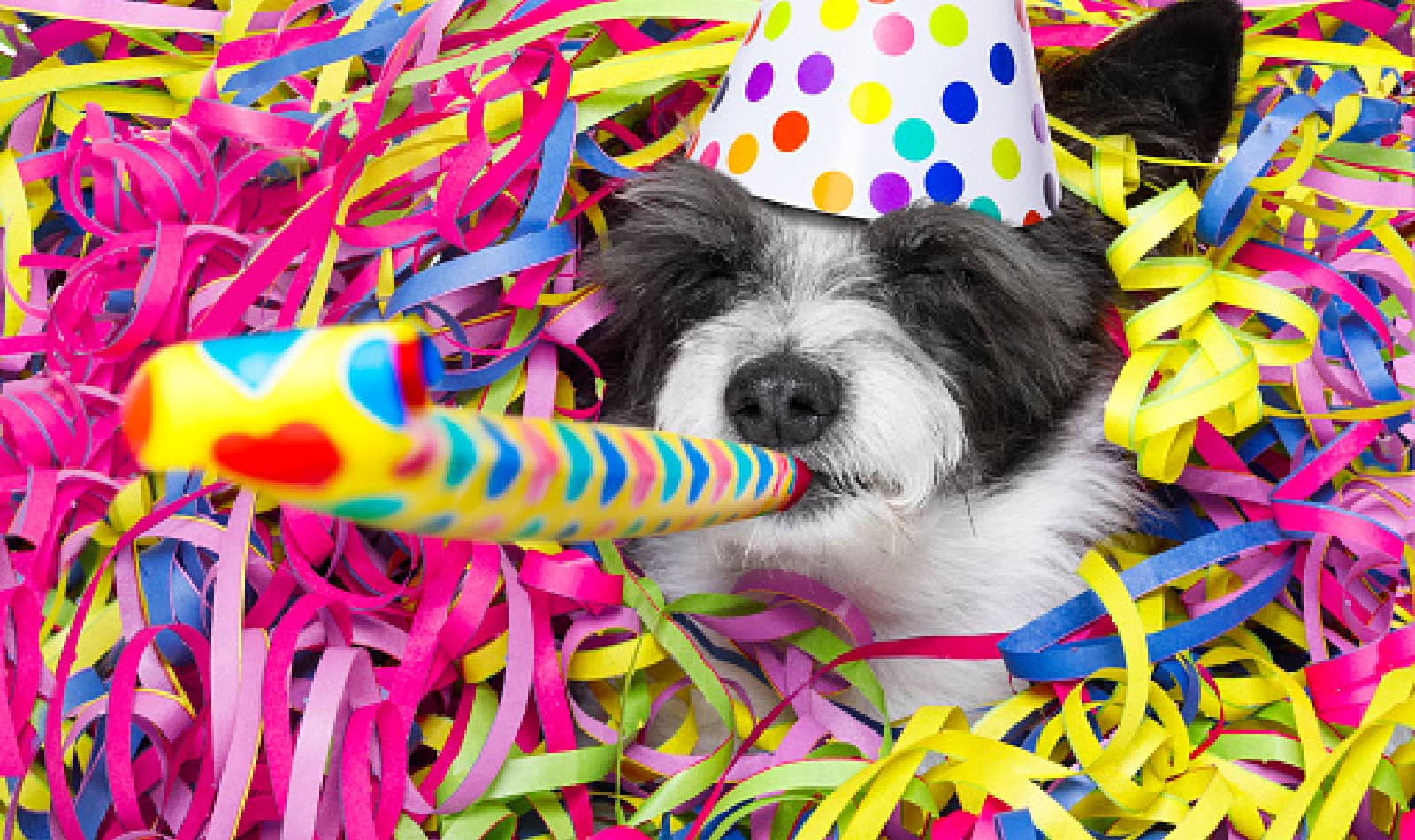 10 Sweet Birthday Gift Ideas For Dog Lovers DogVills