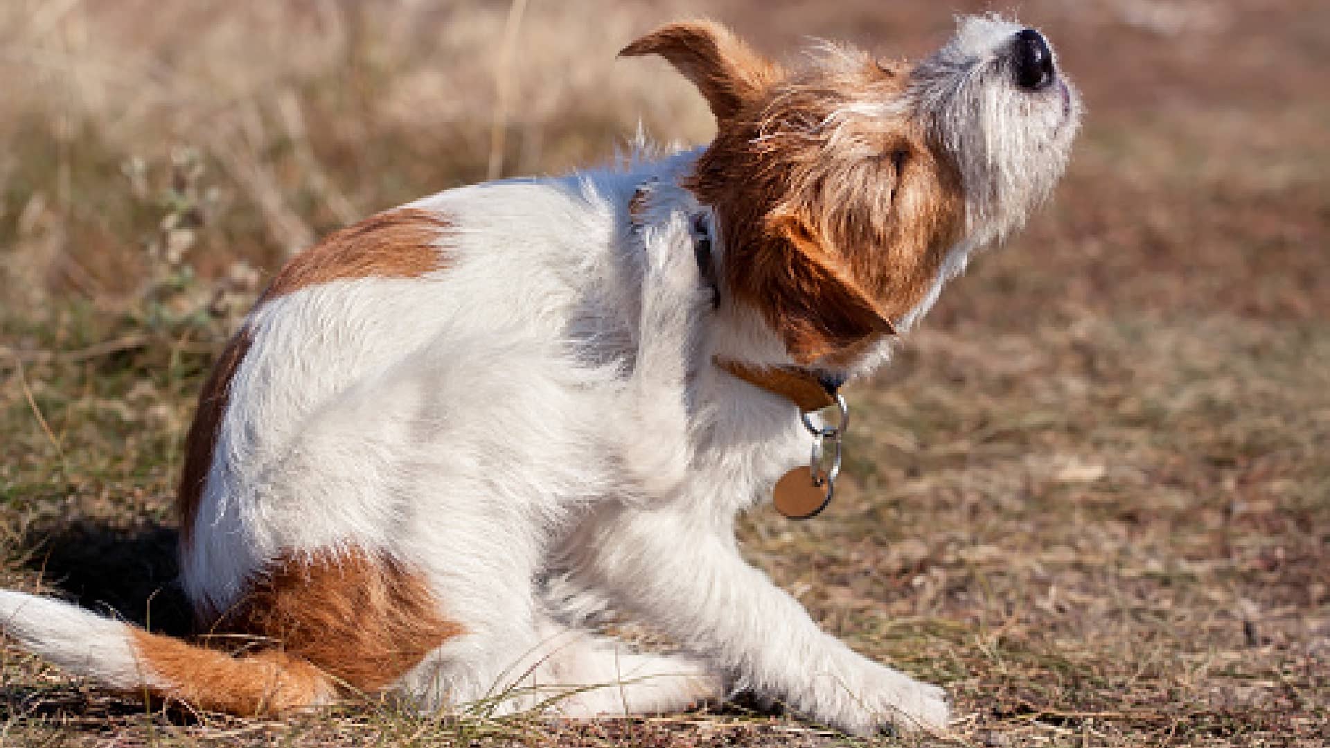 10+ MustKnow Dog Flea Symptoms + How to Quickly Spot Fleas at Home