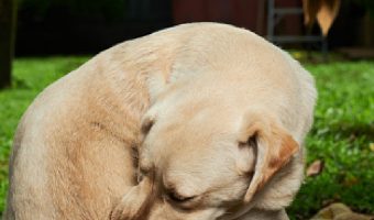 Learn the must-know dog flea symptoms plus check out our handy guide to checking your dog for fleas at home with 3 simple methods!