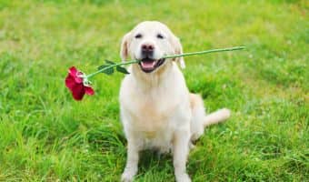 Looking for some really cool and unique dog lover gifts for her? Check out our top 10 favorites for Christmas, birthdays, or just because!
