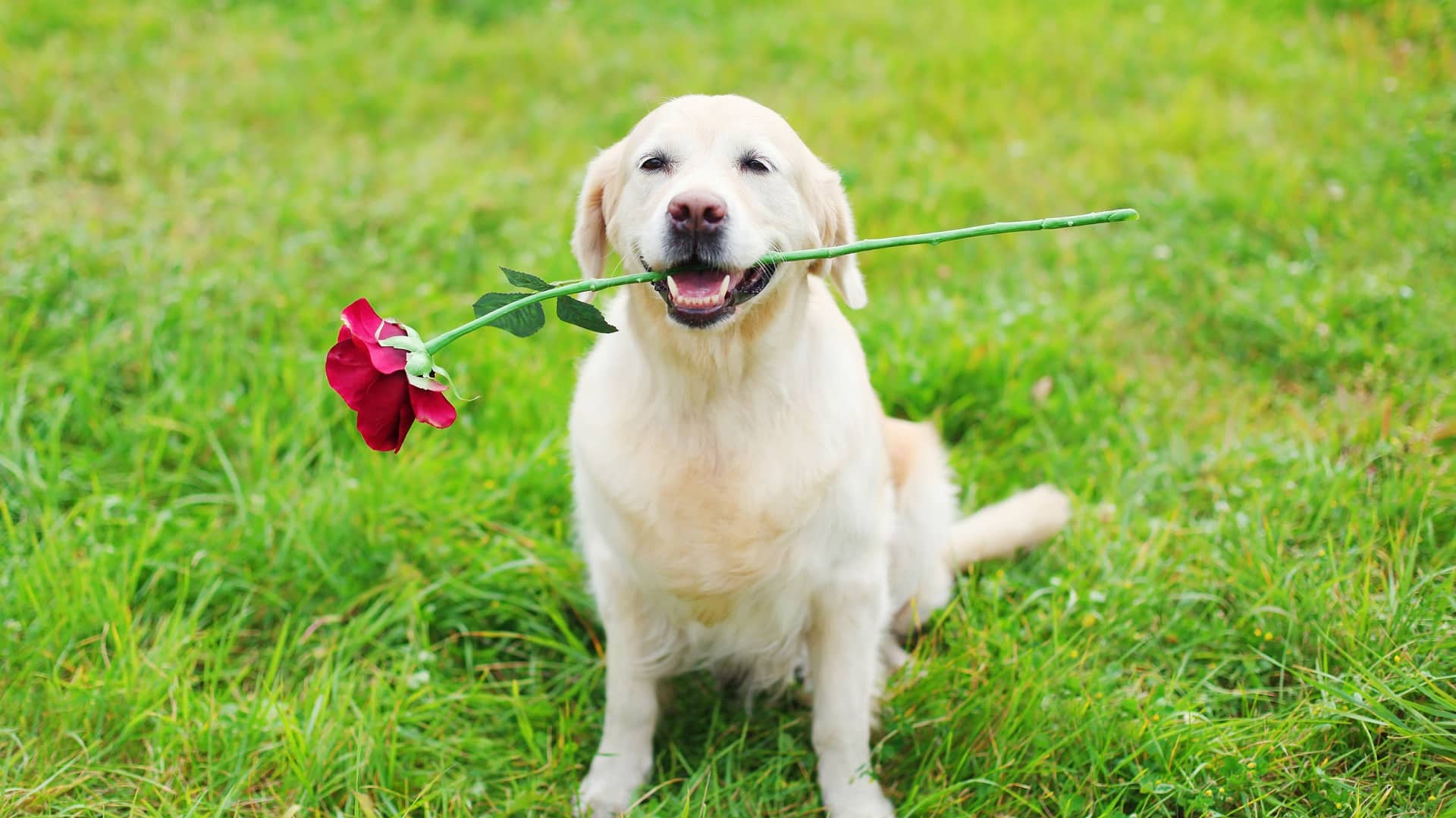 10 Cool & Unique Dog Lover Gifts For Her - DogVills