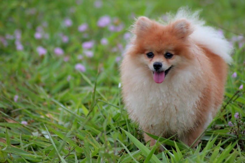 8 Fabulous Dog Breeds That Don’t Grow DogVills